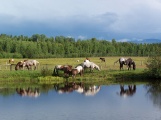 horses-reflection.jpg